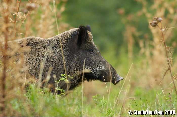 Cinghiale.jpg