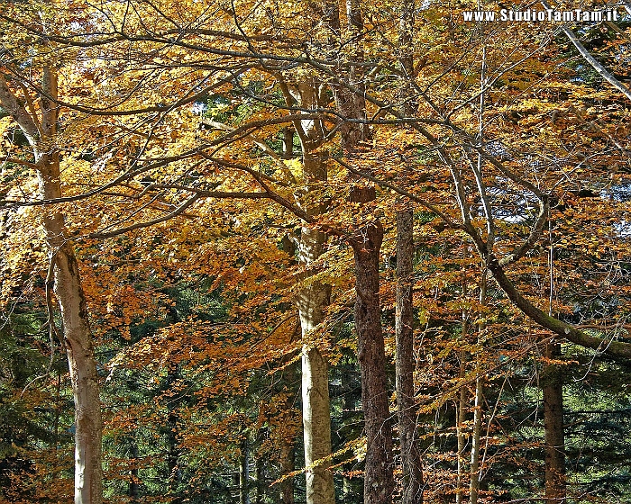 Autunno_in_Foresta.jpg