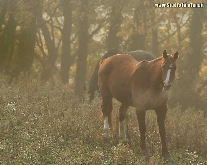 Cavalli_nella_nebbia.jpg