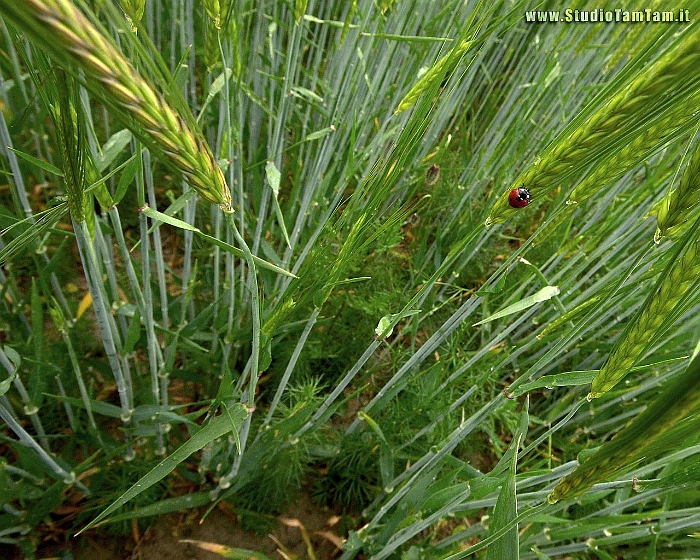 Grano_e_Ccoccinella.jpg