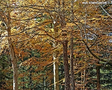 Autunno_in_Foresta