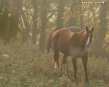 Cavalli_nella_nebbia