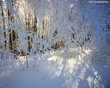 Inverno_nel_Bosco