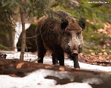 cinghiale