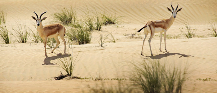 Antilopi del Deserto